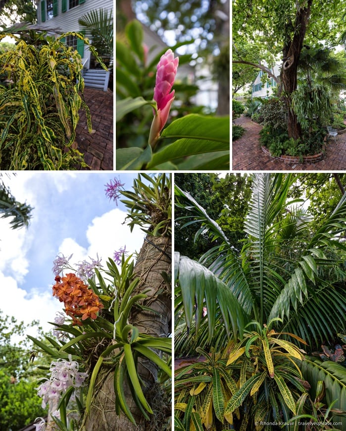 travelyesplease.com | Audubon House and Tropical Gardens- An Oasis in the Heart of Key West