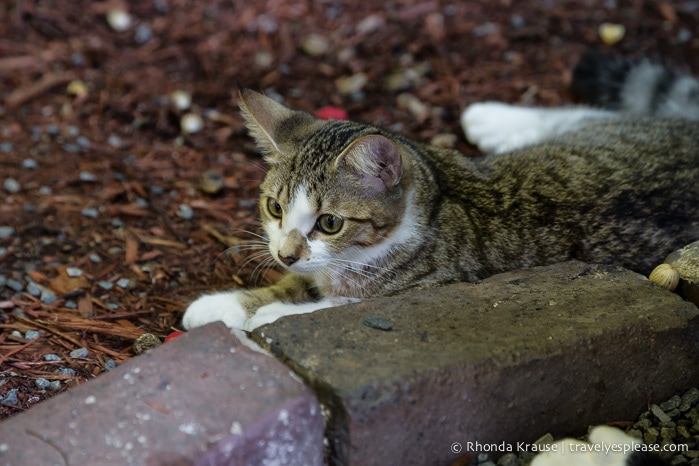 travelyesplease.com | The Ernest Hemingway Home and Museum (and Cats!)