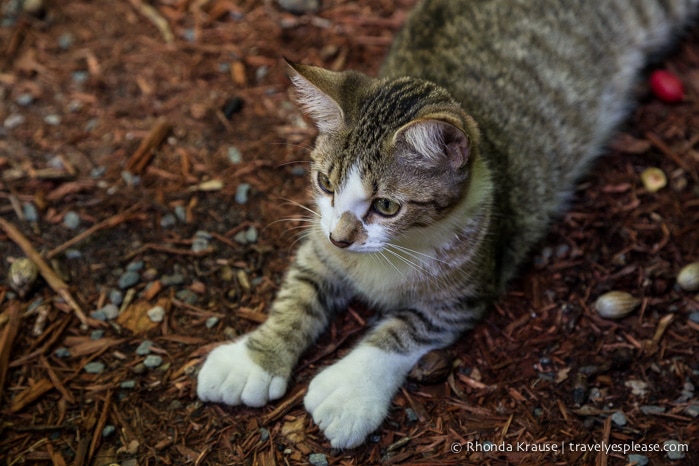 travelyesplease.com | The Ernest Hemingway Home and Museum (and Cats!)