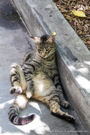 travelyesplease.com | The Ernest Hemingway Home and Museum (and Cats!)