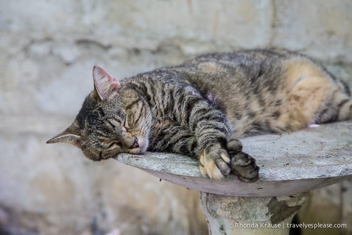 travelyesplease.com | The Ernest Hemingway Home and Museum (and Cats!)