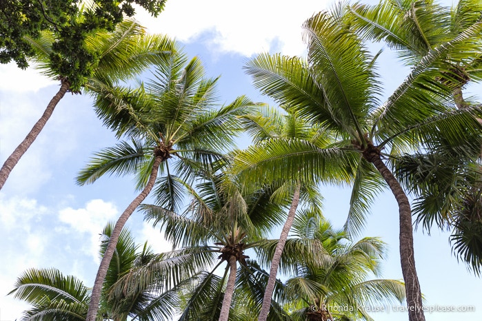 travelyesplease.com | Audubon House and Tropical Gardens- An Oasis in the Heart of Key West