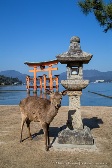 travelyesplease.com | Things to Do in Miyajima- Exploring One of Japan's Most Scenic Spots