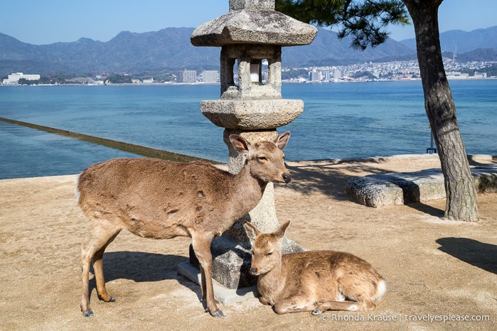 travelyesplease.com | Things to Do in Miyajima- Exploring One of Japan's Most Scenic Spots