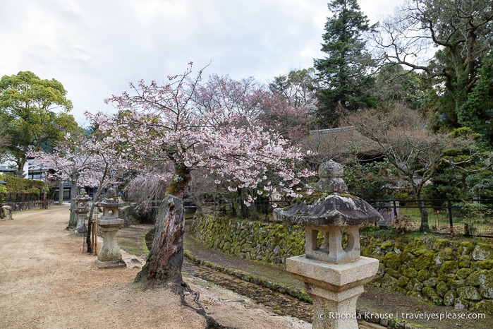 travelyesplease.com | Miyajima- Exploring one of Japan's Most Scenic Spots