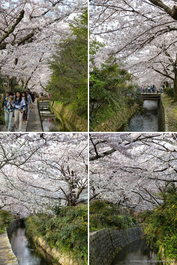 travelyesplease.com | The Path of Philosophy- Kyoto's Prettiest Cherry Blossom Walk