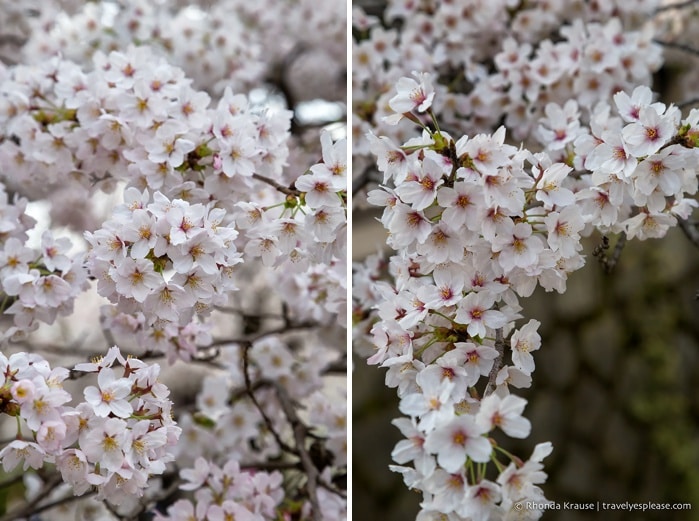 travelyesplease.com | The Path of Philosophy- Kyoto's Prettiest Cherry Blossom Walk