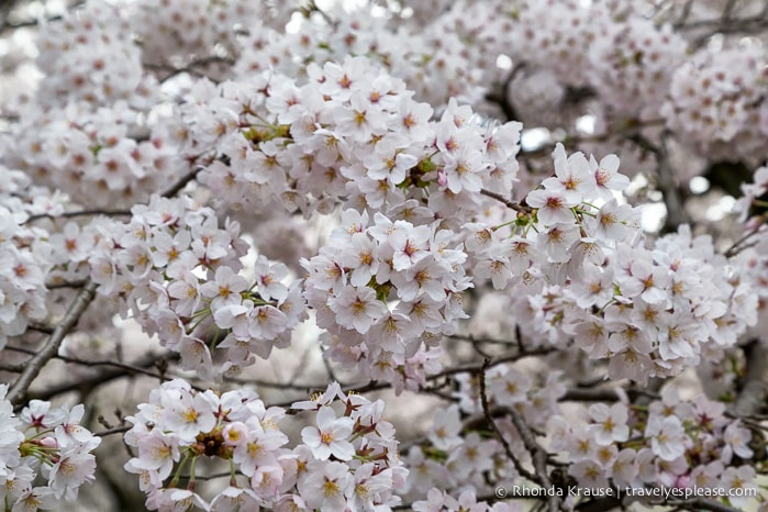 travelyesplease.com | Kyoto Cherry Blossom Guide- 6 Pretty Places to See Cherry Blossoms in Kyoto