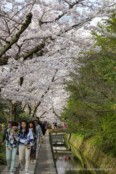 travelyesplease.com | Cherry Blossom Viewing Spots in Kyoto- Our 6 Favourite Locations