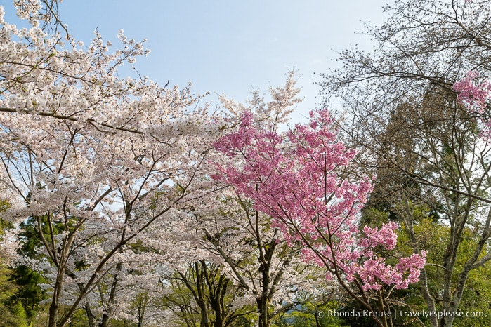 travelyesplease.com | Cherry Blossom Viewing Spots in Kyoto- Our 6 Favourite Locations