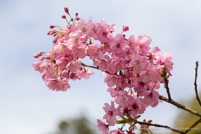 travelyesplease.com | Cherry Blossom Viewing Spots in Kyoto- Our 6 Favourite Locations