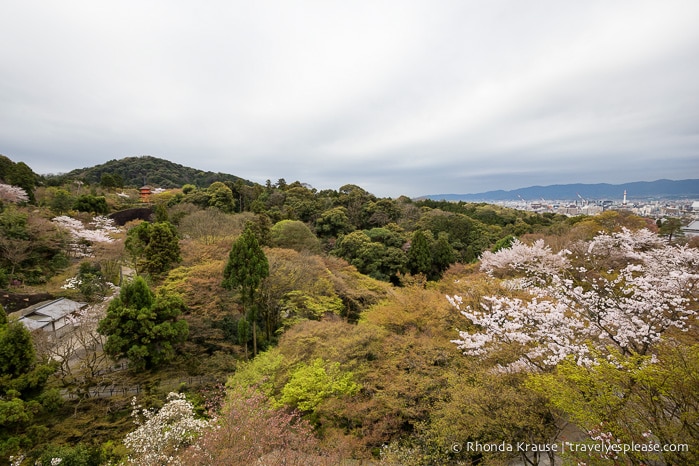 travelyesplease.com | Cherry Blossom Viewing Spots in Kyoto- Our 6 Favourite Locations