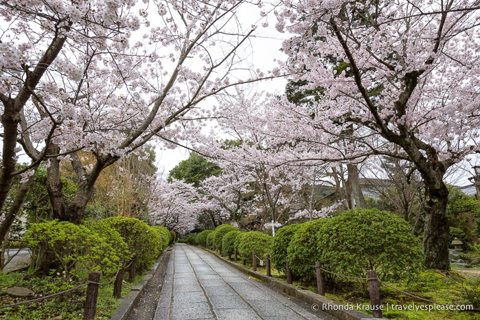 travelyesplease.com | Cherry Blossom Viewing Spots in Kyoto- Our 6 Favourite Places to See Cherry Blossoms in Kyoto