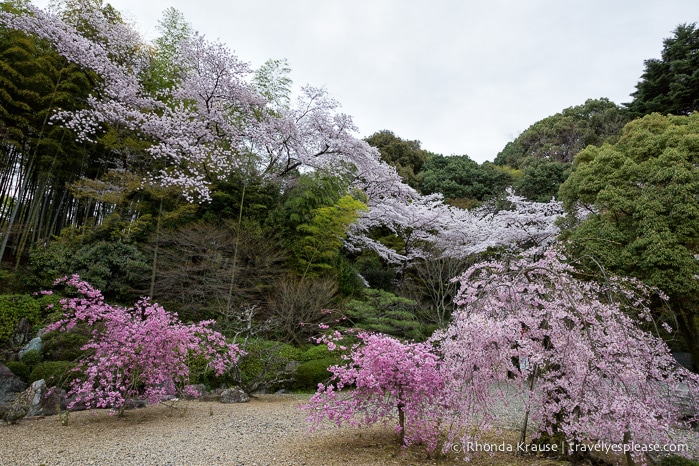 travelyesplease.com | Cherry Blossom Viewing Spots in Kyoto- Our 6 Favourite Locations
