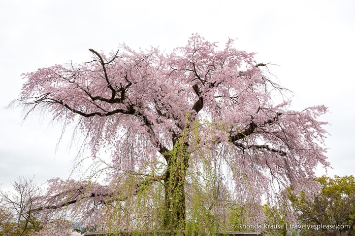 travelyesplease.com | Cherry Blossom Viewing Spots in Kyoto- Our 6 Favourite Places to See Cherry Blossoms in Kyoto