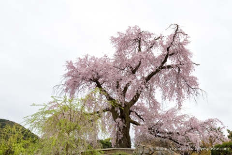travelyesplease.com | Kyoto Cherry Blossom Guide- 6 Pretty Places to See Cherry Blossoms in Kyoto
