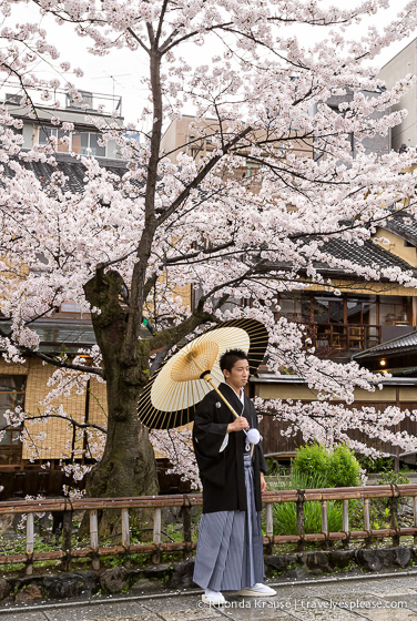 travelyesplease.com | Cherry Blossom Viewing Spots in Kyoto- Our 6 Favourite Locations