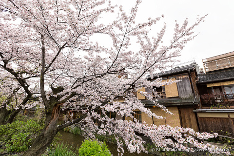 travelyesplease.com | Cherry Blossom Viewing Spots in Kyoto- Our 6 Favourite Places to See Cherry Blossoms in Kyoto
