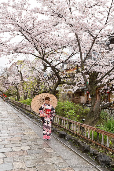 travelyesplease.com | Cherry Blossom Viewing Spots in Kyoto- Our 6 Favourite Locations