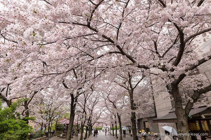 travelyesplease.com | Cherry Blossom Viewing Spots in Kyoto- Our 6 Favourite Locations