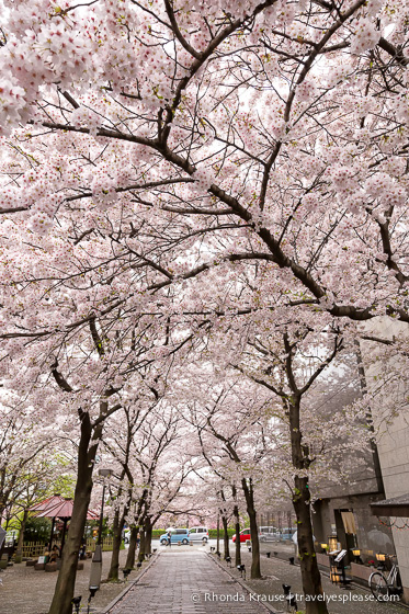 travelyesplease.com | Cherry Blossom Viewing Spots in Kyoto- Our 6 Favourite Locations