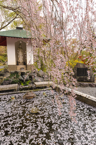 travelyesplease.com | Cherry Blossom Viewing Spots in Kyoto- Our 6 Favourite Locations