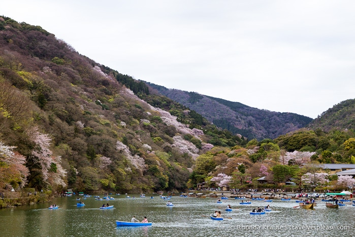 travelyesplease.com | Cherry Blossom Viewing Spots in Kyoto- Our 6 Favourite Locations