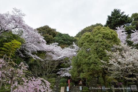 Cherry blossom trees in Kyoto