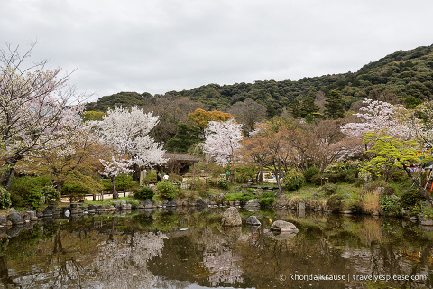 Pond and cherry trees in Maruyama Park, Kyoto