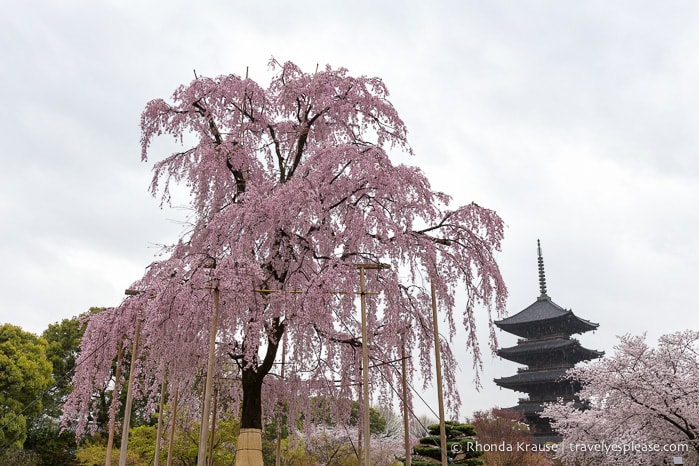 travelyesplease.com | Kyoto's To-ji Temple by Day and Night