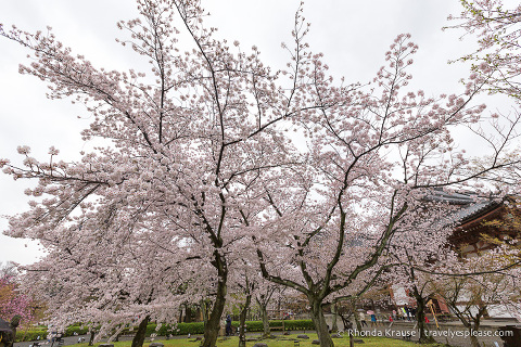 travelyesplease.com | Kyoto's To-ji Temple by Day and Night