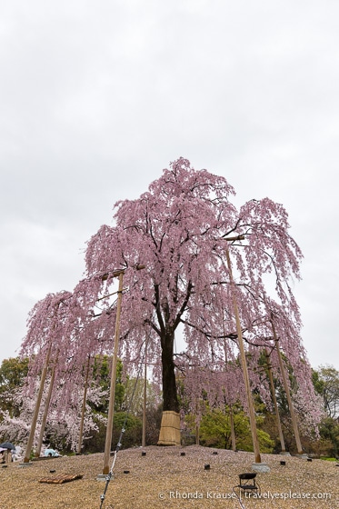 travelyesplease.com | Kyoto's To-ji Temple by Day and Night