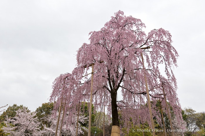 travelyesplease.com | Kyoto's To-ji Temple by Day and Night