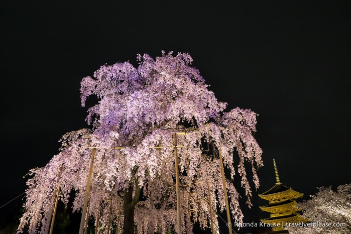 travelyesplease.com | Kyoto's To-ji Temple by Day and Night