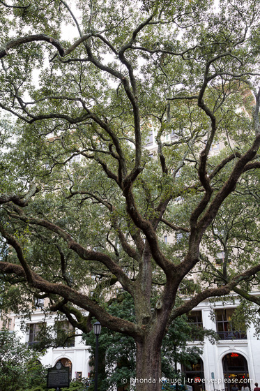 travelyesplease.com | The Squares of Savannah