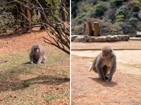 travelyesplease.com | Visiting Iwatayama Monkey Park in Kyoto