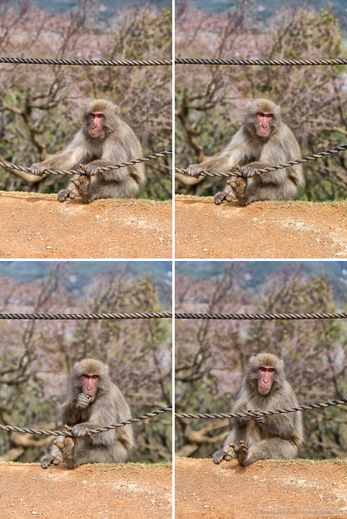 travelyesplease.com | Visiting Iwatayama Monkey Park in Kyoto