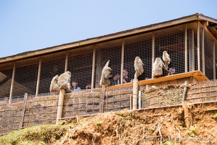 travelyesplease.com | Visiting Iwatayama Monkey Park in Kyoto