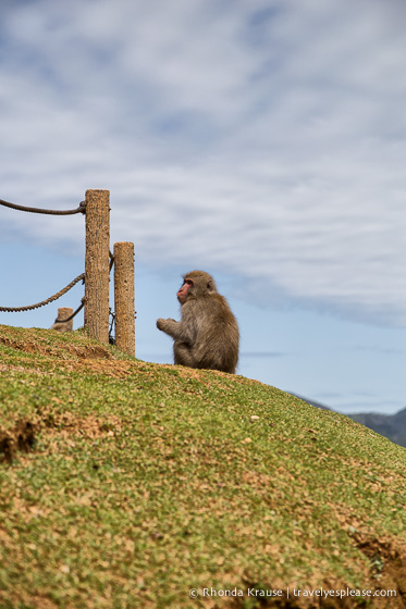 travelyesplease.com | Visiting Iwatayama Monkey Park in Kyoto