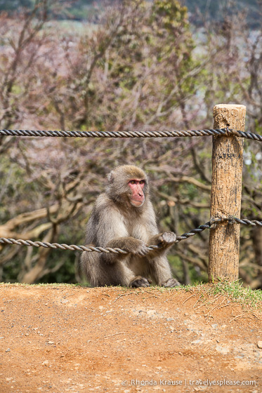 travelyesplease.com | Visiting Iwatayama Monkey Park in Kyoto