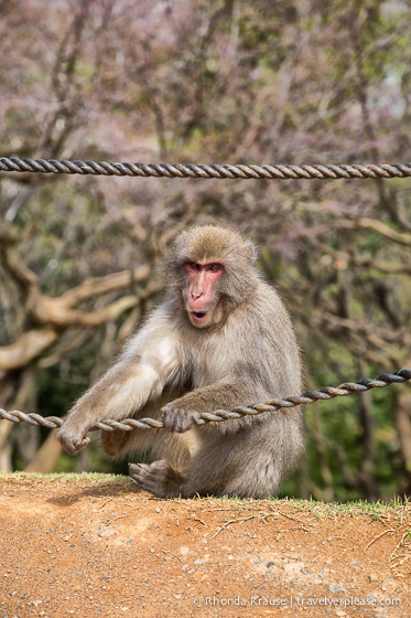 travelyesplease.com | Visiting Iwatayama Monkey Park in Kyoto