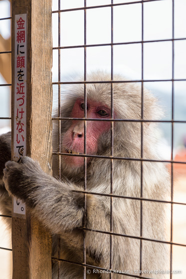 travelyesplease.com | Visiting Iwatayama Monkey Park in Kyoto