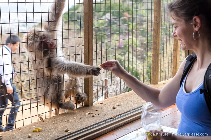 travelyesplease.com | Visiting Iwatayama Monkey Park in Kyoto