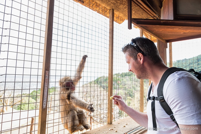 travelyesplease.com | Visiting Iwatayama Monkey Park in Kyoto