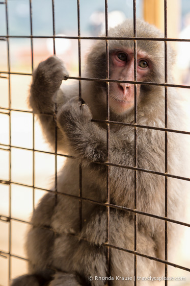 travelyesplease.com | Visiting Iwatayama Monkey Park in Kyoto