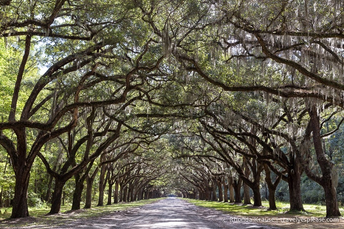 travelyesplease.com | History and Nature at Wormsloe Historic Site, Savannah