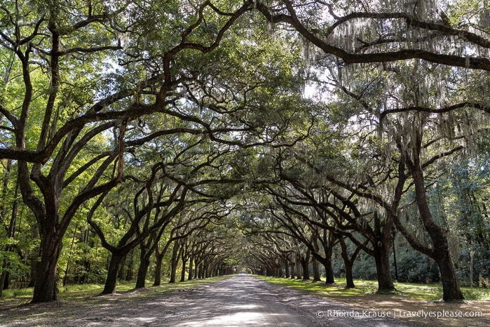 travelyesplease.com | History and Nature at Wormsloe Historic Site, Savannah