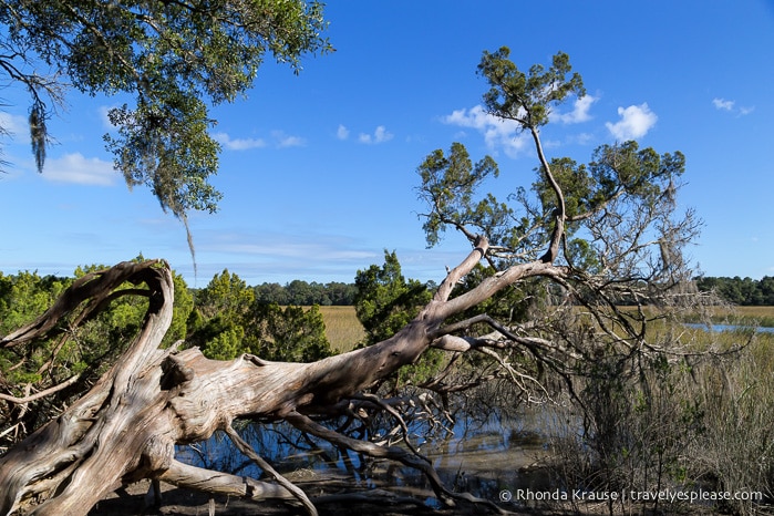 travelyesplease.com | History and Nature at Wormsloe Historic Site, Savannah