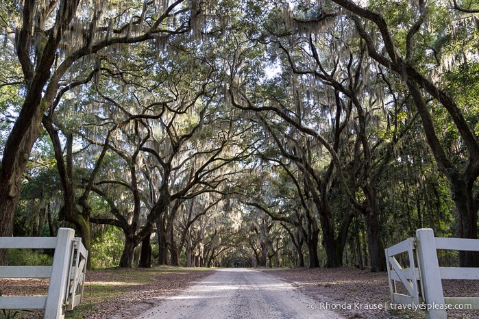 travelyesplease.com | History and Nature at Wormsloe Historic Site, Savannah