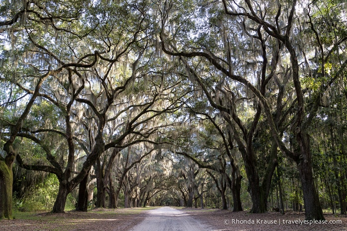 travelyesplease.com | History and Nature at Wormsloe Historic Site, Savannah